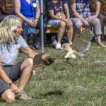 Des rapaces